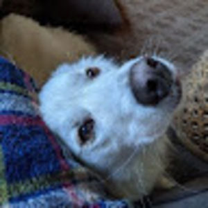 Meet your Posher, Lorelei